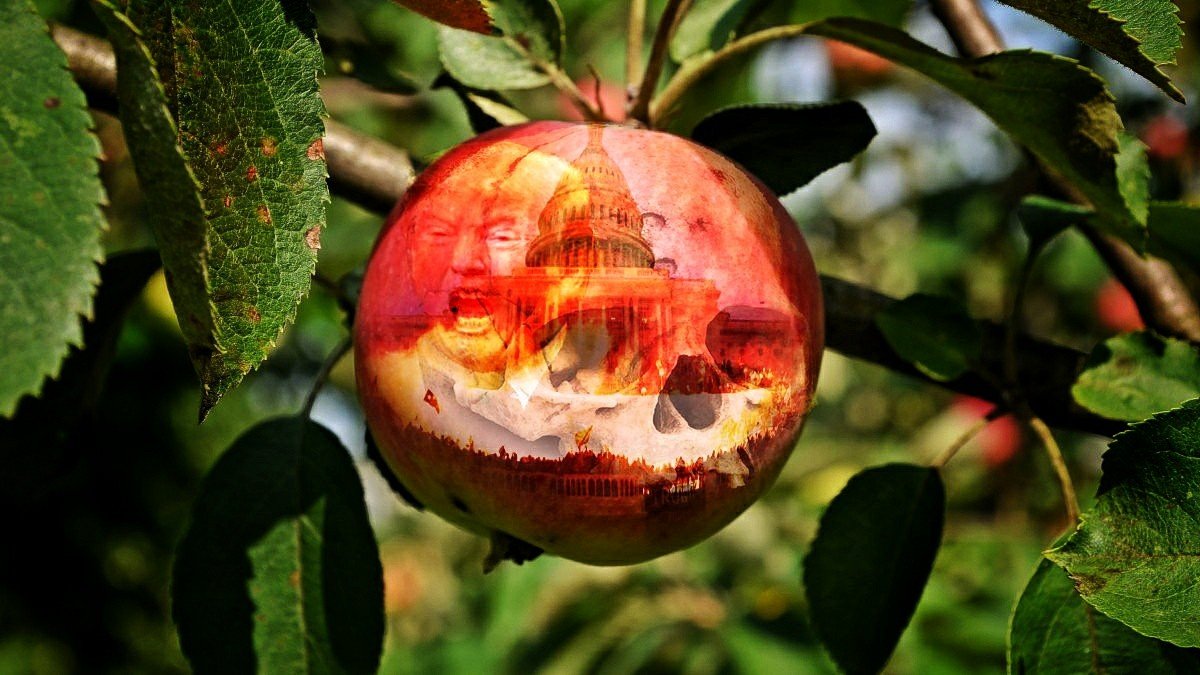 A fruit hanging from a tree with a skull and the fires of the US Capitol